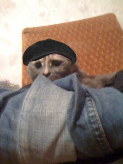 Отжабте моего кота