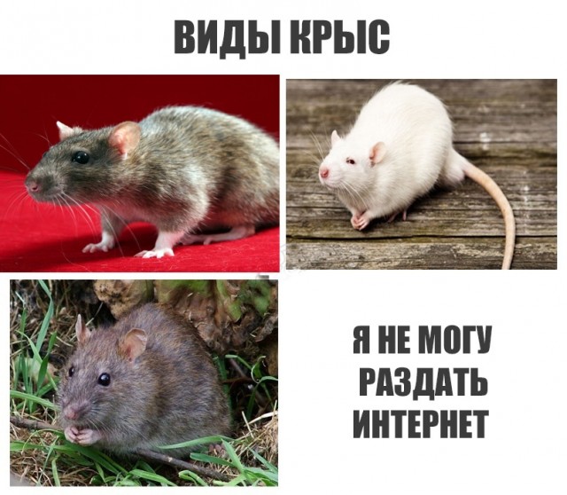 Кретинизмы из сети 20.12.20