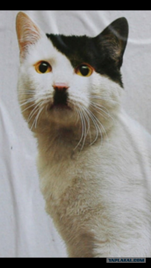 Котаны с забавным окрасом