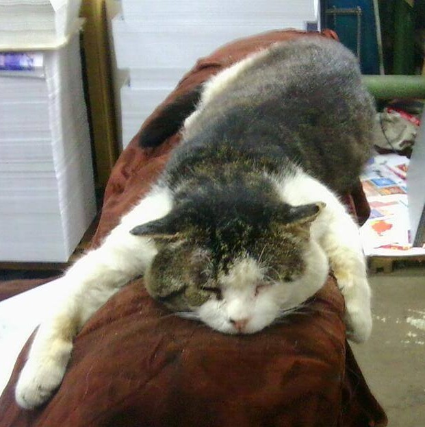 Зоозащитники засняли лицо тигра, которого выпускают на волю в джунгли