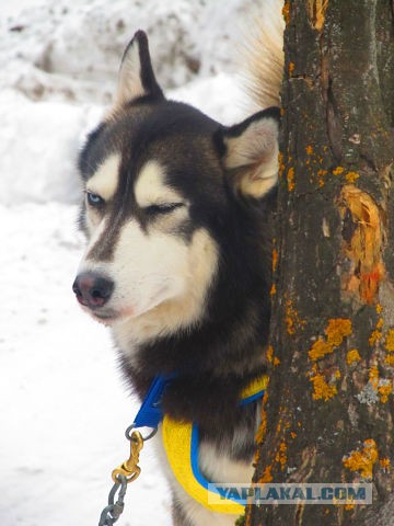 Весна чё. )))  Карасёв что такое мышковать?