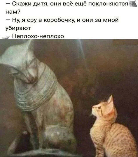 В чём разница между «мяу» и «мур». Что кошка хочет вам сказать: перевод с кошачьего