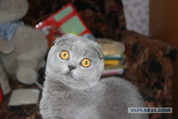 Котовторник  07.05.2013
