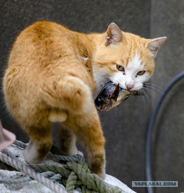 К котовторнику