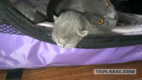 Котовторник 04.06.2013