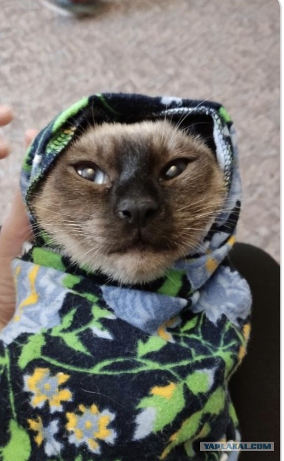 Коты, которые смирились со своей участью