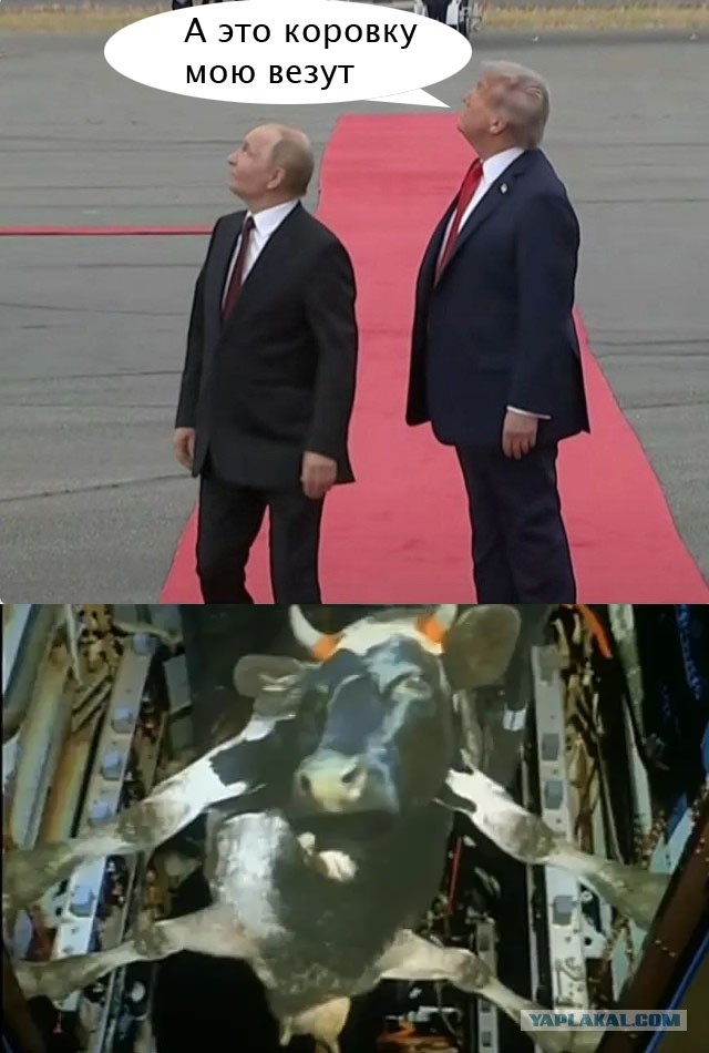Аляска, все мемы в одну тему