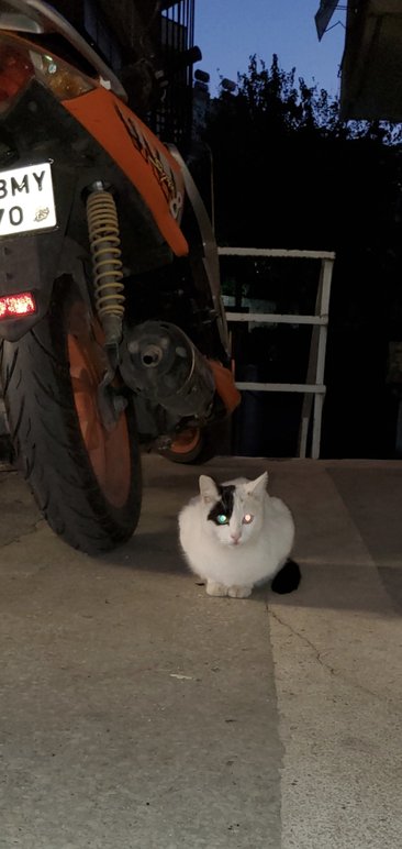 Турецкий кот.