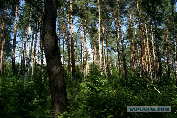 Лето в банках от FrauMartа)), Консервируем...