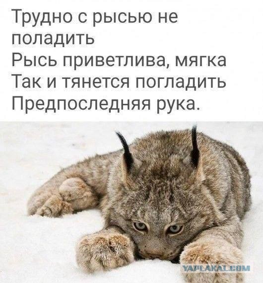 Знакомьтесь — рысь Пирожок
