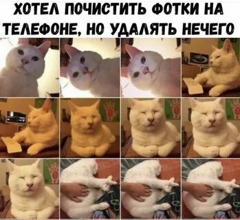 Котовторник
