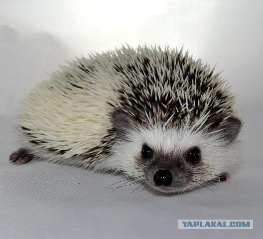 Первый Йожик 2014