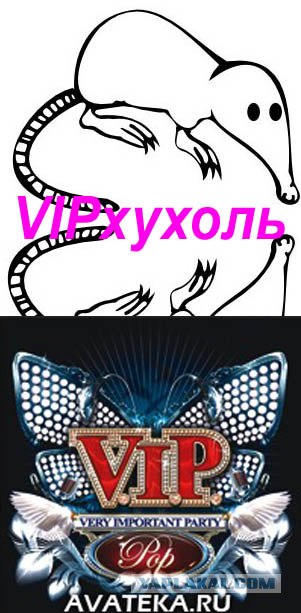 Классификация выхухолей