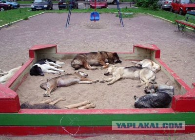Быдло-бабка и её мохнатая подружка.