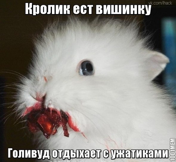 Хомяк моего друга