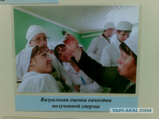 Веселые картинки