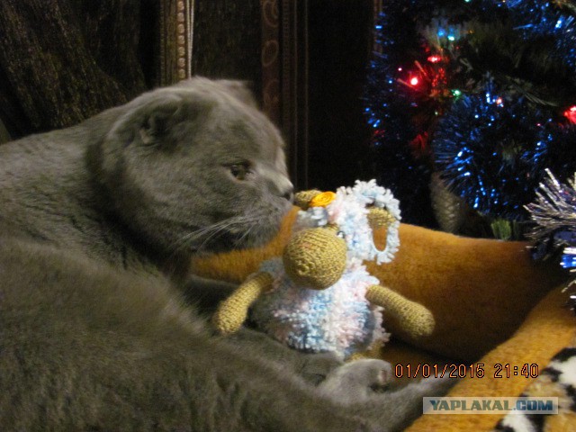 Котовторник 06.01.2015
