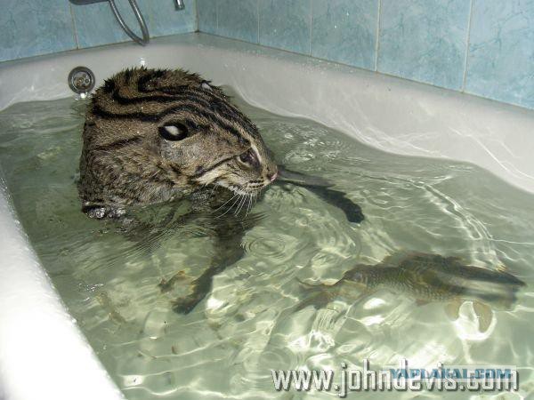 Реакция моей кошки, когда я купаюсь)