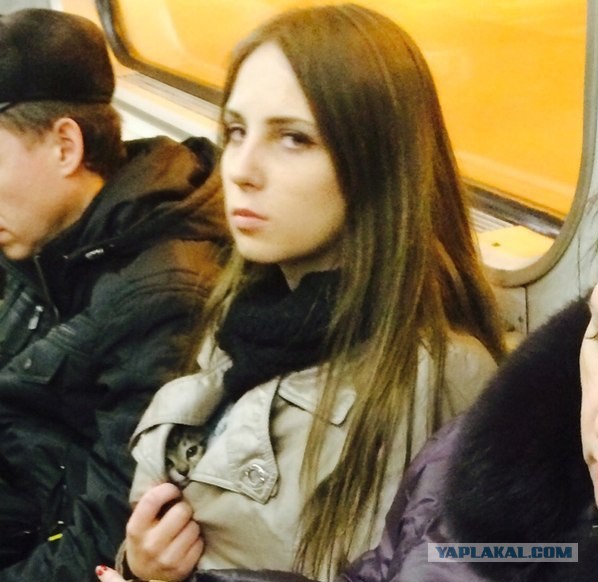 Злые киски