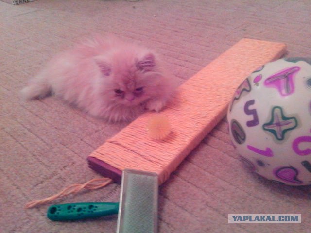 Котовторник