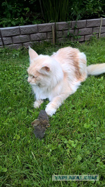 Котовторник