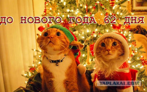 А поутру они проснулись...