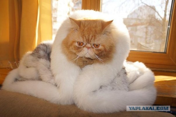 Котовторник 17.11.2015