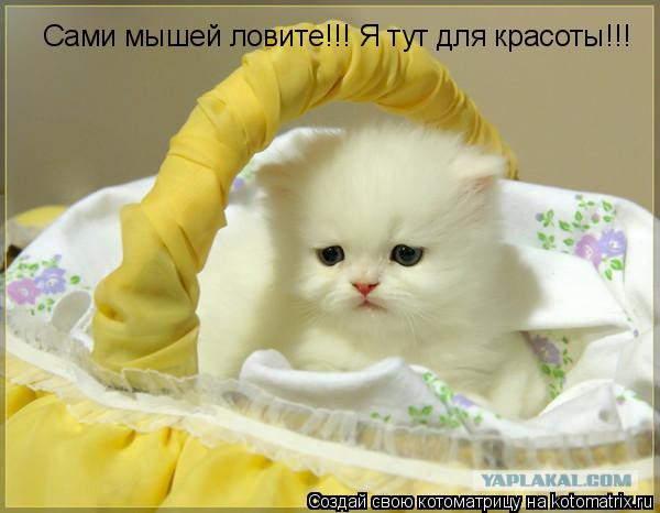 "Даже не просите меня поймать вам мышь"