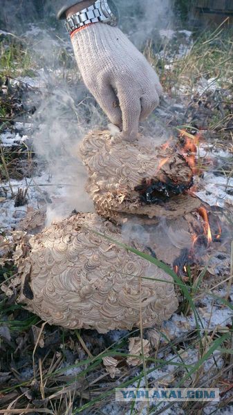 Осиный кокон