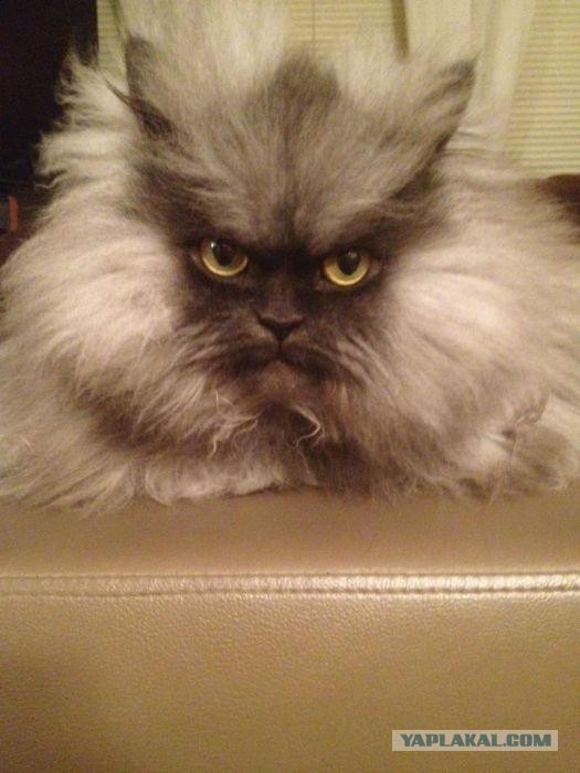 Кому кота