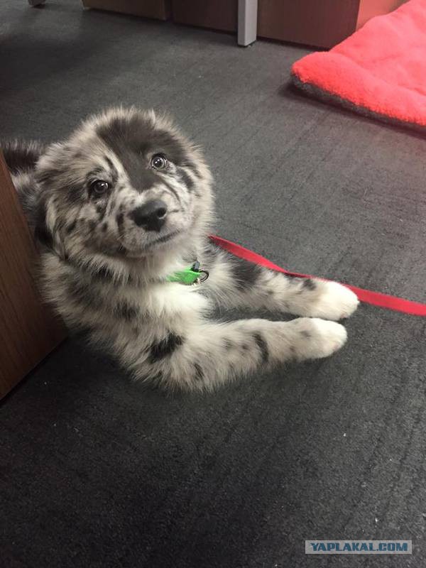 Картинки из интернетов