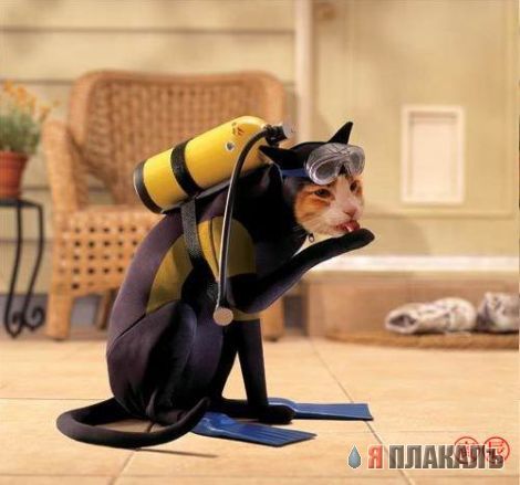 Котомет на вторник!