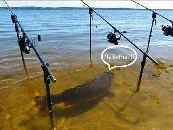 Божьи твари