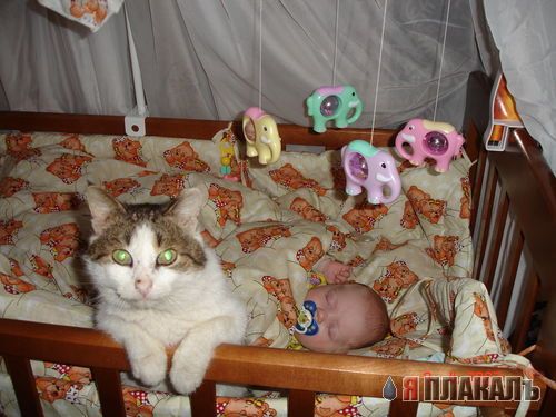 Внимание! У Ликоса пропала совесть!