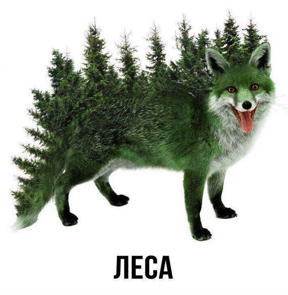 Доза раскумара на новую неделю