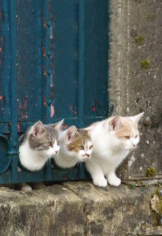 Коты из сети