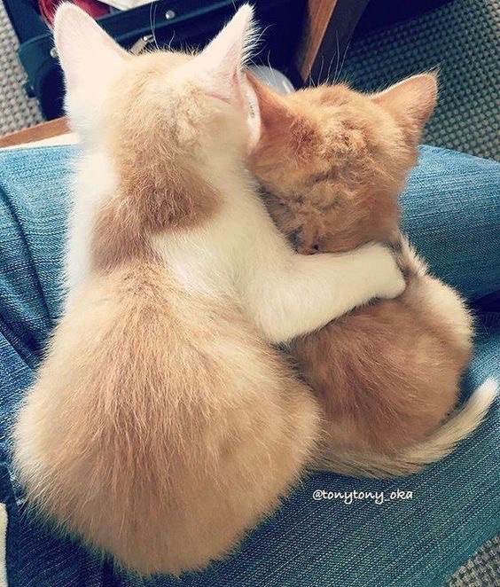 Коты и Кошки