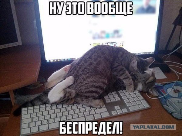 Котовторник ждали? А вот и он!
