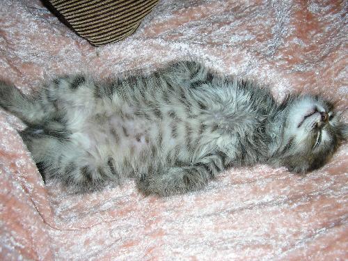 Прикольные коты на среду! ОЧЕНЬ МНОГО!