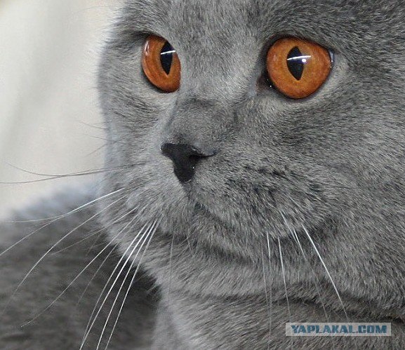 Ура, котовторник! (01.07.2008)