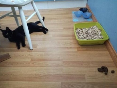 Прикольных котов пост