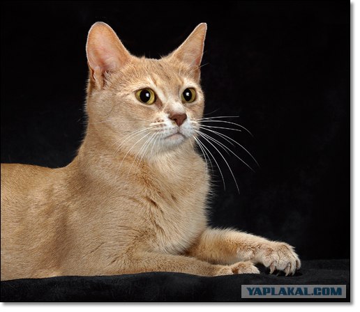 Котовторник (24.03)