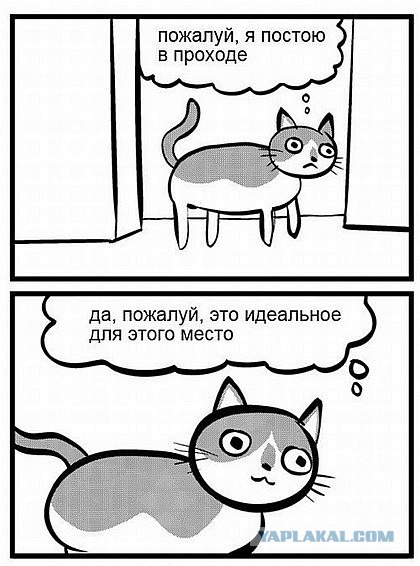 Персональный котячий телохранитель