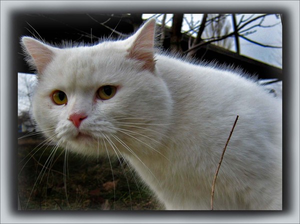 Десантный котовторник