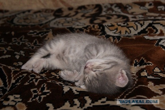 Котовторник (24. 01. 2012 )