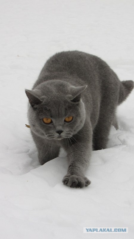 Котовторник (14.02.2012)