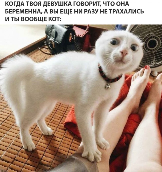 Весёлые картинки