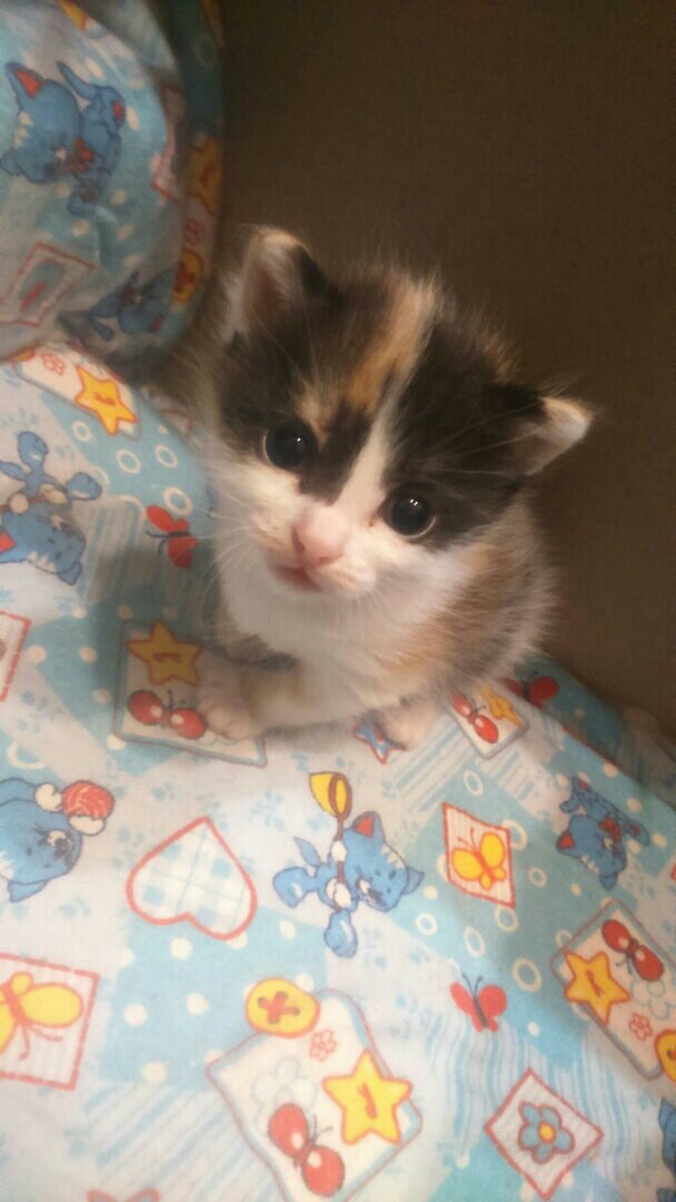 Забавные фото котеек
