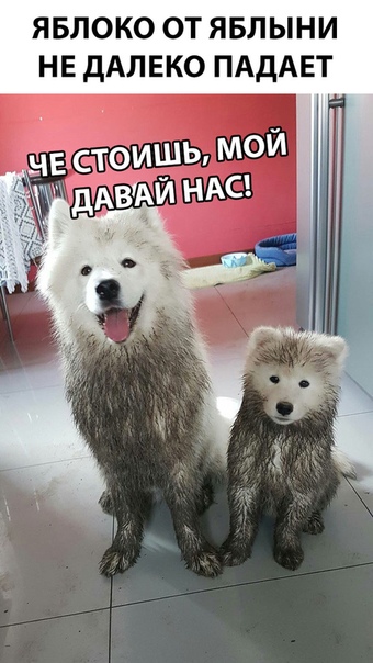 Подборка так себе картинок