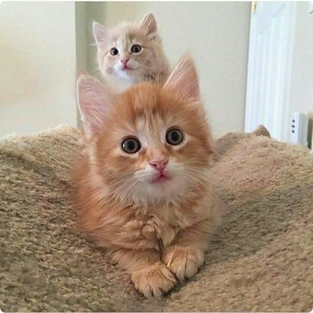 Забавные картинки с котами из сети